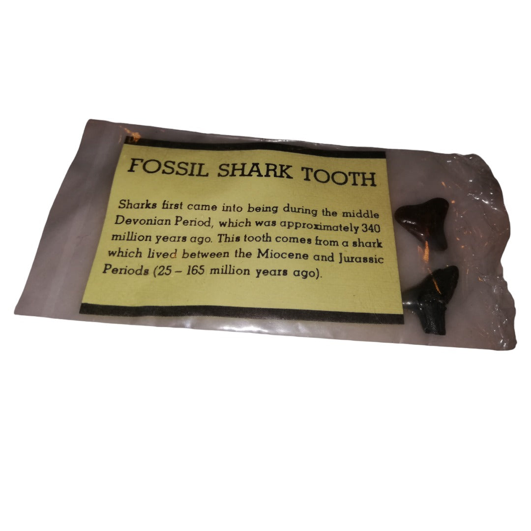 Shark tooth fossil