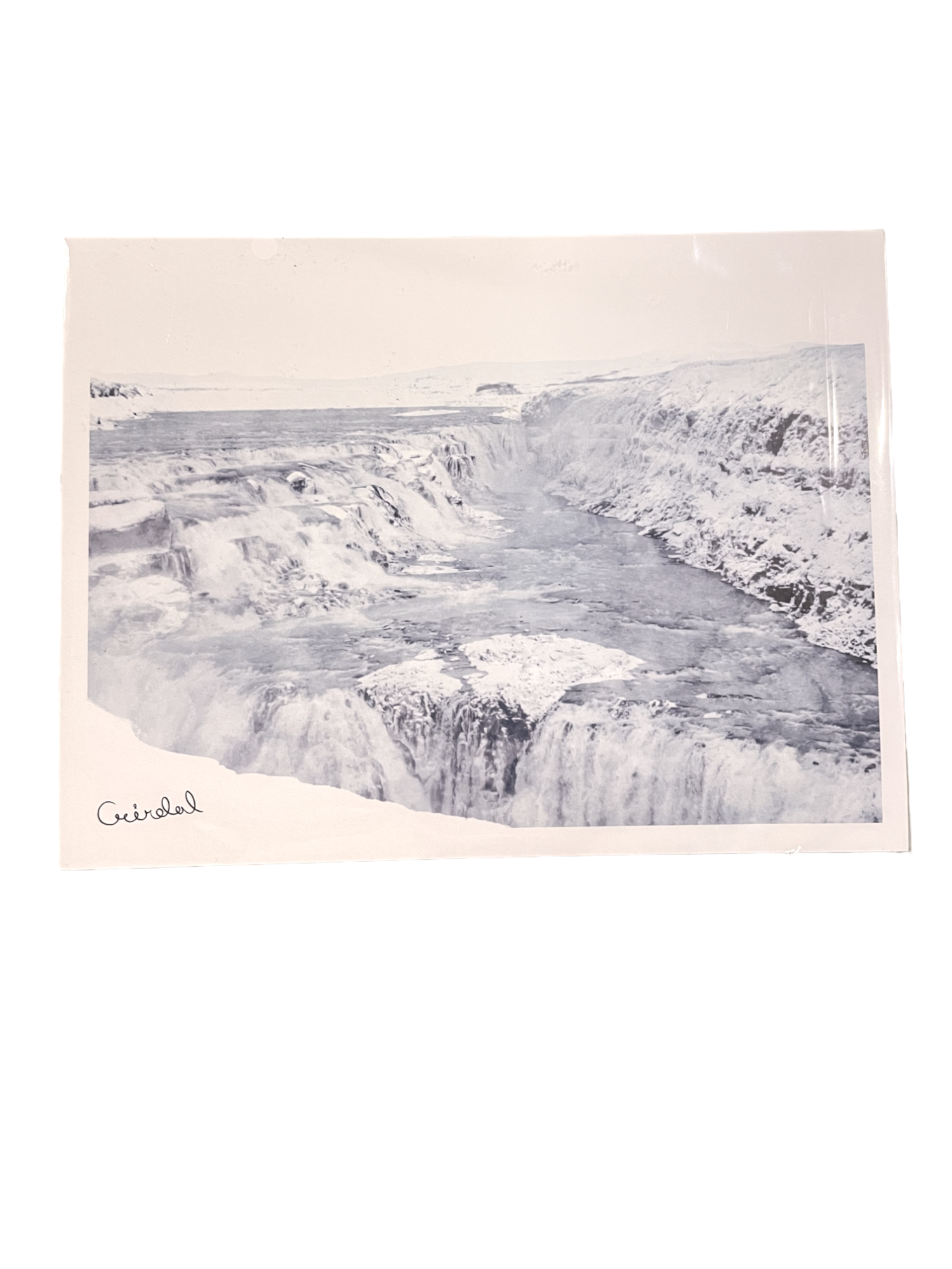 Digital Print with Icelandic Fauna by Kukla