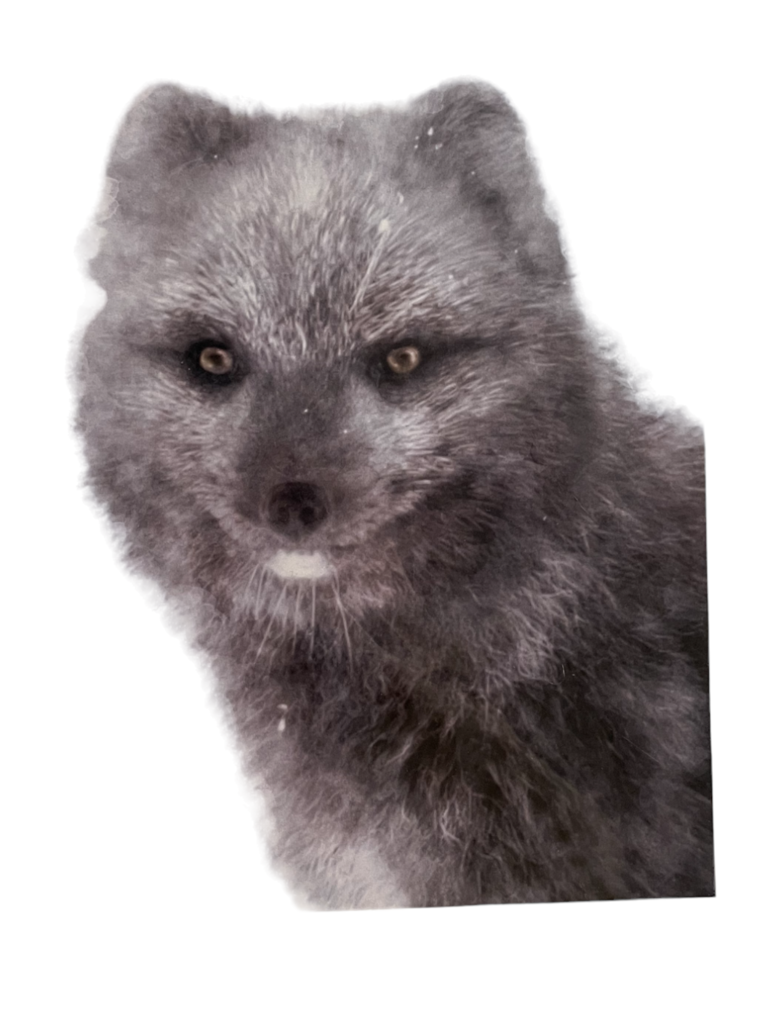 Digital Print with Icelandic Fauna by Kukla